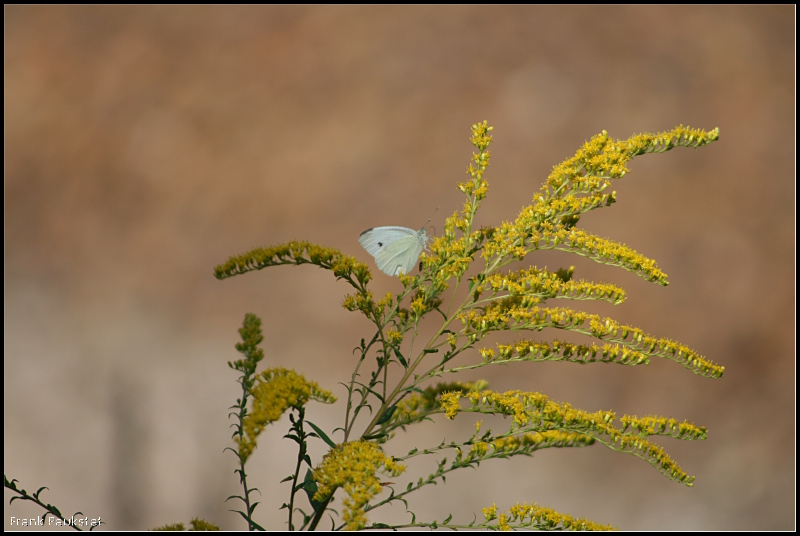 Impression: Die Natur entlang der Trassen ist vielfltig (Grnheide-Fangschleuse, 20.08.2009)